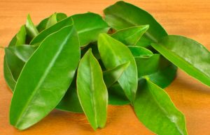 Ora-pro-nóbis é fonte de proteína e alternativa saudável para a dieta