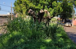 Elias Ishy cobra efetivação do plano de arborização