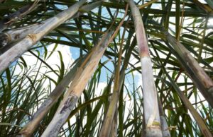 Força do agro: com apoio do Governo do Estado, MS bate recorde na produção de cana com 50,5 milhões de toneladas