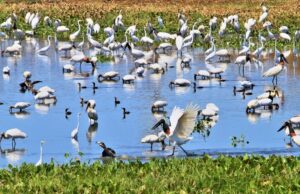 ONGs destacam parceria com o Governo de MS no trabalho conjunto contra incêndios no Pantanal