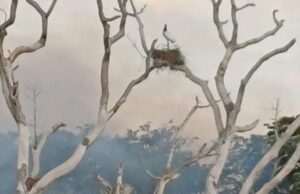 De ninho com tuiuiús até onça: socorristas monitoram animais por conta de incêndios no Pantanal