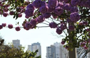 Previsão: julho começa com frio em MS e temperatura sobe ao longo da semana