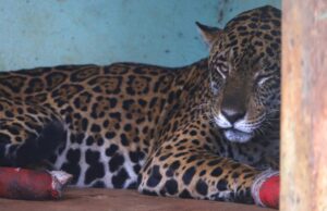 Hospital Ayty realiza manejo das onças-pintadas Antã e Miranda, resgatadas no Pantanal de MS