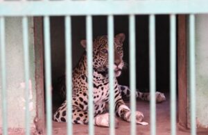 Onça resgatada no Pantanal chega ao Hospital Ayty para tratamento e esturro é o 1º sinal positivo do animal