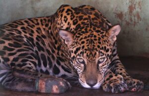 Com tratamento específico, onças-pintadas se recuperam e Miranda pode voltar à natureza em 30 dias