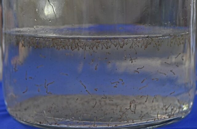 Mosquito-da-dengue-Foto-Bruno-Rezende-01-730x480 (1)