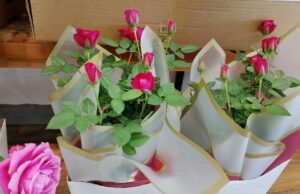 Procon de Dourados divulga pesquisa de preços de flores para o Dia das Mães