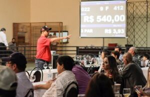 Leilões de gado serão destaques na 60ª Expoagro