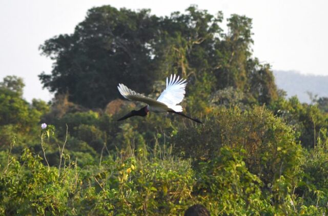 Pantanal-Tuiuiu-Foto-Bruno-Rezende-03-730x480