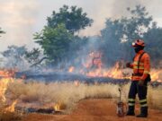Bombeiros de MS se preparam para temporada de incêndios florestais com treinamentos e ações em campo