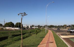 Prefeitura de Dourados conclui plantio de 360 mudas de ipês na Avenida dos Ipês