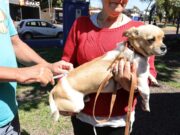 Prefeitura mantém vacinação intensificada de animais acolhidos por protetores e ONGs