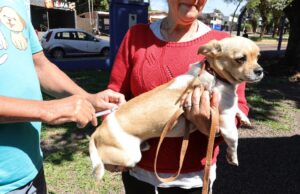 Prefeitura mantém vacinação intensificada de animais acolhidos por protetores e ONGs