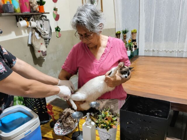 vacina_gato