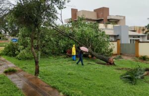 Prefeitura remove árvores após chuva superar metade da média mensal em Dourados